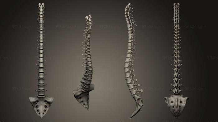 Anatomy of skeletons and skulls (spine middle poly, ANTM_0187) 3D models for cnc